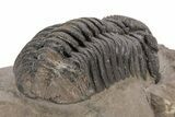 Phacopid (Morocops) Trilobite - Foum Zguid, Morocco #221207-3